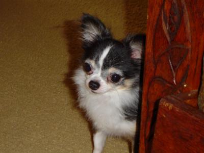 Playing peek a boo