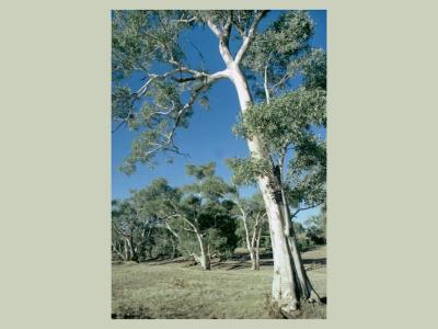 Best tree west of Alice Springs