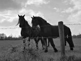 Frisian Horses