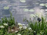 Coot turning back to her Eggs