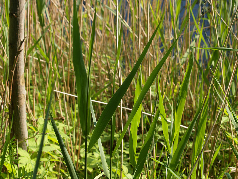 Reed