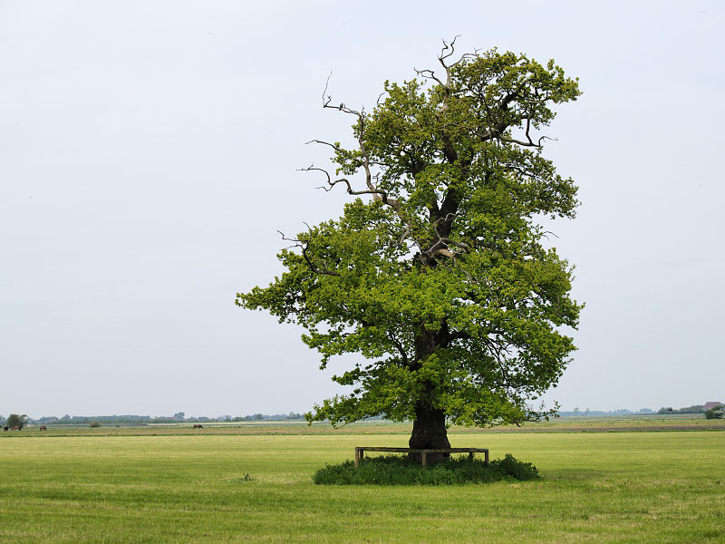 Lonely Oak
