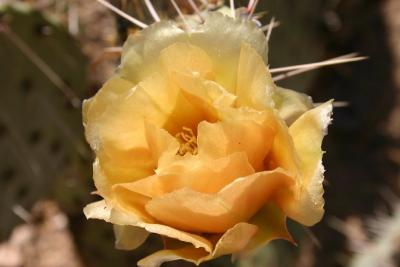 Cactus Flower, Redington Pass