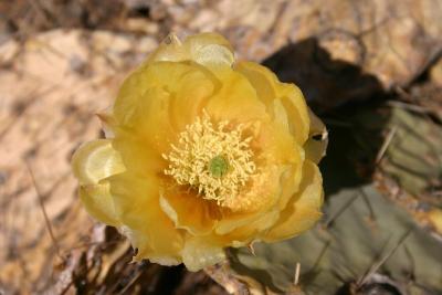 Cactus Flower, Redington Pass