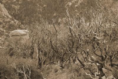 Line of Old Desert-y Trees