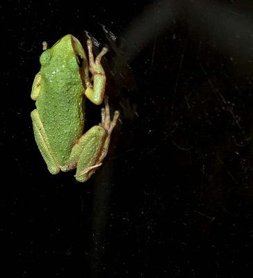 frog