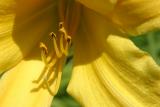 daylily