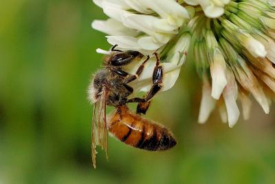 Pollenating Bee