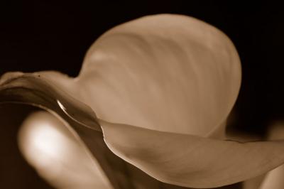 Calla Lily