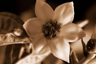 Pepper Plant Blossom