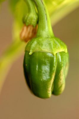 Tiny Bell Pepper