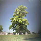Cemetery Tree