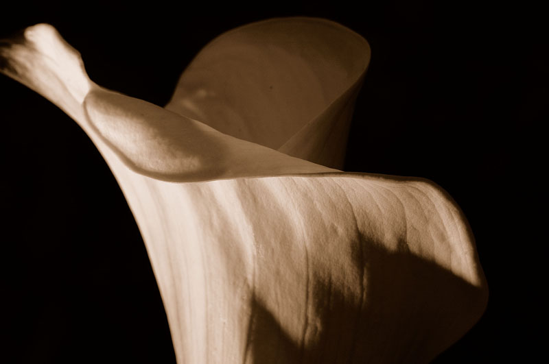 Calla Lily