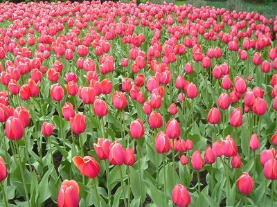 TULIP FESTIVAL 2.