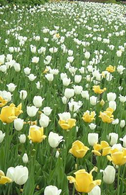 TULIP FESTIVAL 6