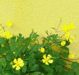 Yellowflowers.jpg