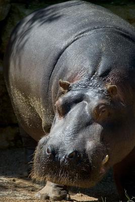 Hippopotame