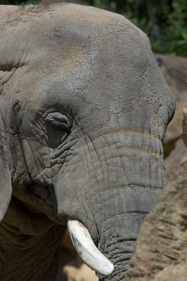 Elphant