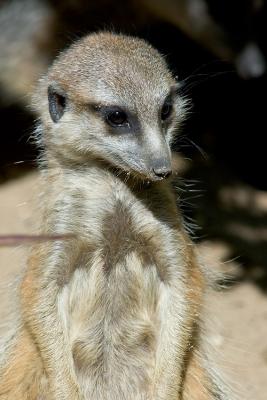 Suricate