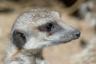 Suricate