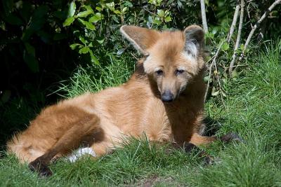 Loup  crinire