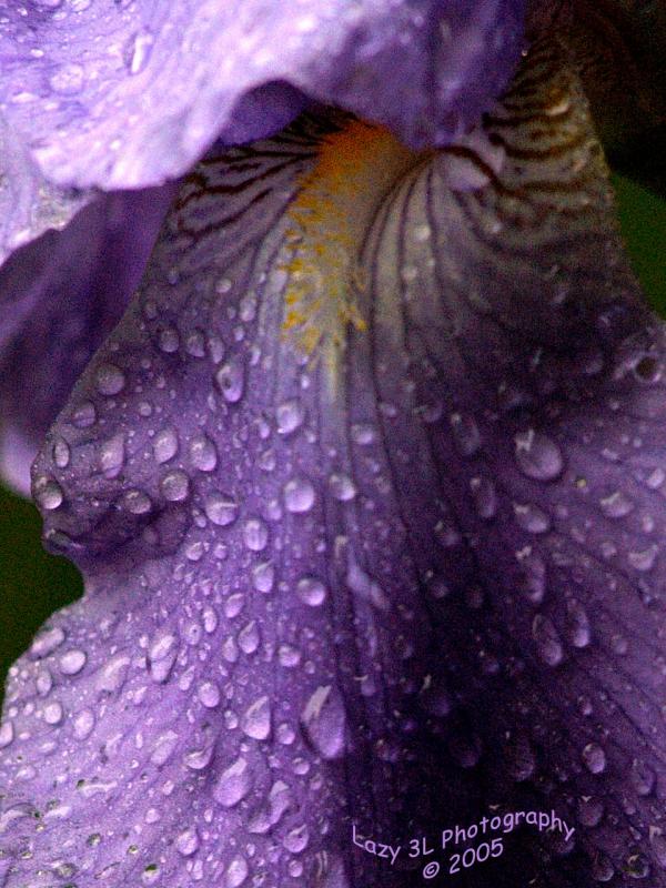 Raindrops....<br>May 9