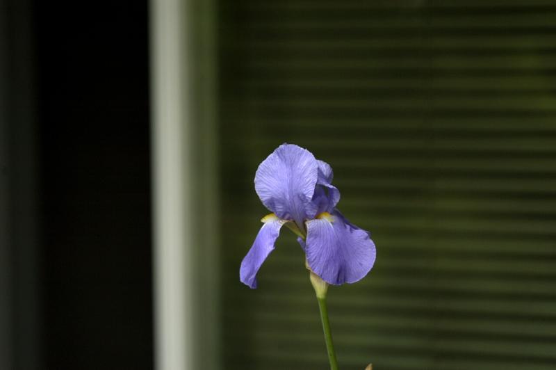 Iris - the original photo<br>May 11