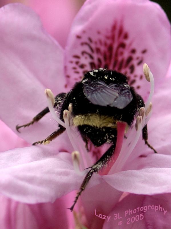Im a buzzbuzzbuzzyyy Bee<br>May 13