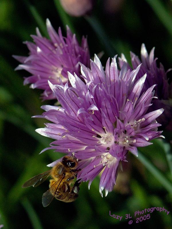 Bee on Chive Flower