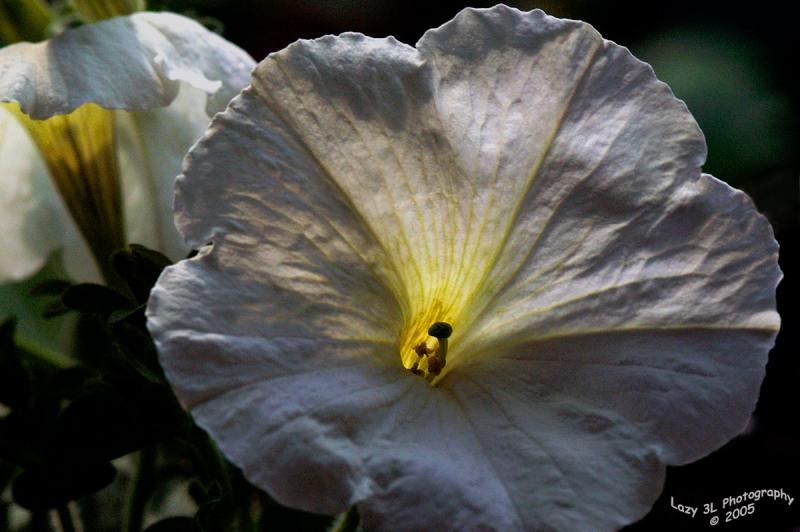 Sunset Petunia<br>May 15