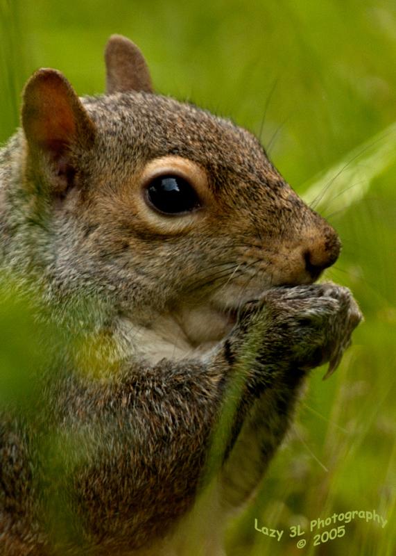 Stumpy, our local squirrel without a tail....
