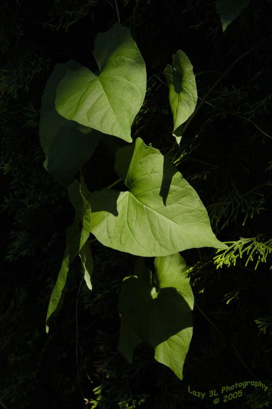 Playing with Sun and Shadows<br>May 25
