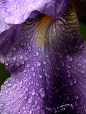 Raindrops....May 9