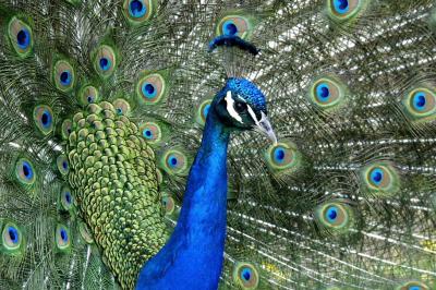 Cincinnati Peacock