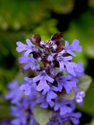 Mystery Flower