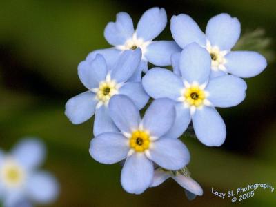 Another Mystery Flower