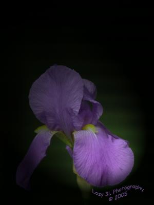 Iris with Photoshop SpotlightMay 11