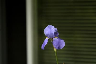 Iris - the original photoMay 11