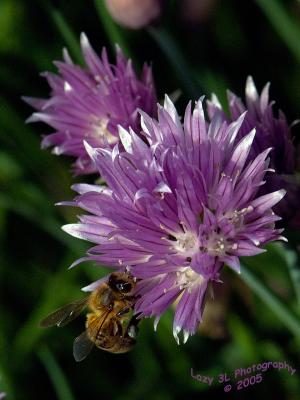 Bee on Chive Flower