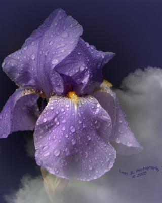 Iris in the Sky