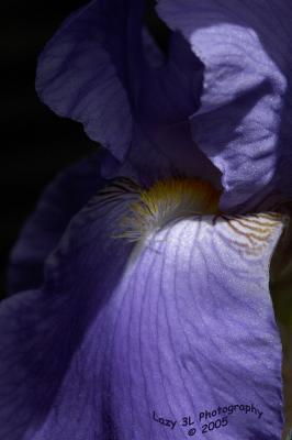 Sunlit Iris
