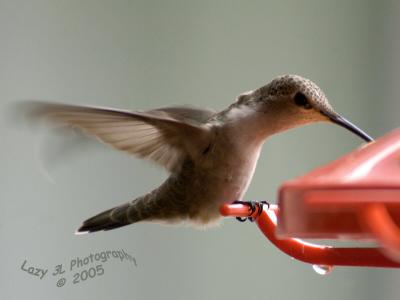 Female HummingbirdMay 23