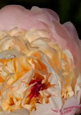 PeonyMay 27