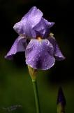 Raindrops II