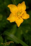Mystery Flower #3