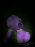 Iris with Photoshop Spotlight<br>May 11
