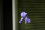 Iris - the original photo<br>May 11