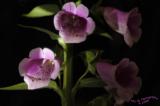 Foxglove<br>May 23 extra