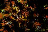 Japanese Maple Tree<br>May 25