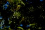 Sunlight Spotlight<br>May 25